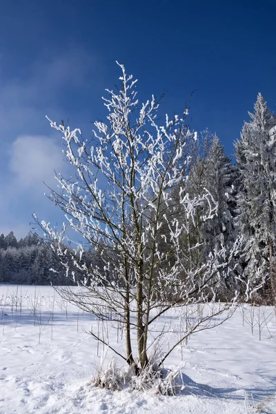 Zimowy Krajobraz Pokrytymi Śniegiem Drzewami — Zdjęcie stockowe
