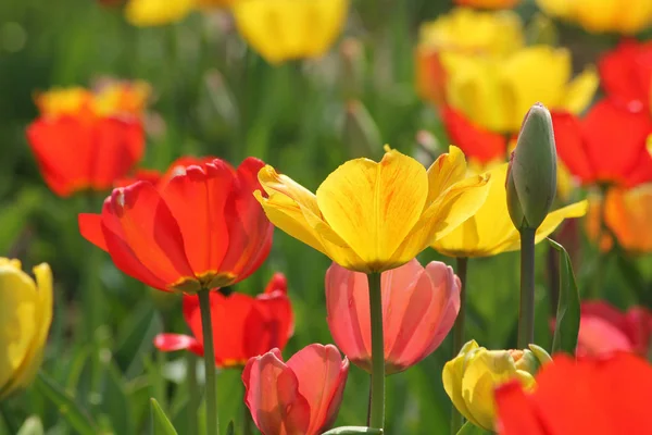 Άνοιξη Όμορφες Ανοιξιάτικες Τουλίπες Λουλούδια Χλωρίδα — Φωτογραφία Αρχείου