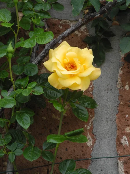 Τριαντάφυλλα Τριαντάφυλλο Λουλούδι Λουλούδια Κήπος Λουλούδι Κήπου Λουλούδια Κήπου Φύση — Φωτογραφία Αρχείου