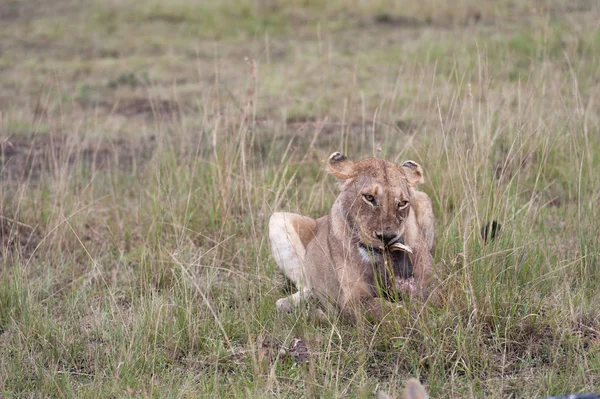 Leeuw Savanne Van Afrika — Stockfoto