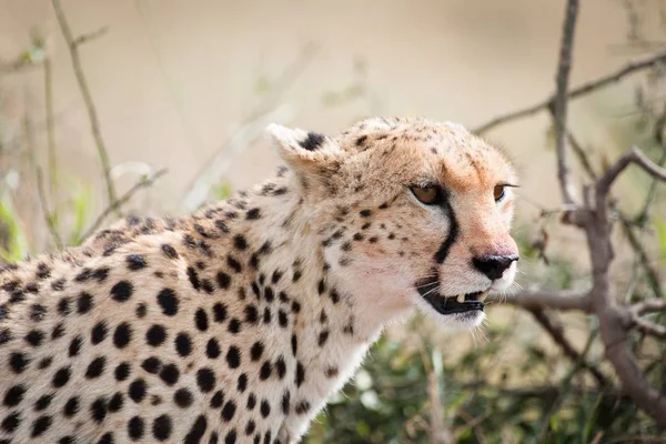 Cheetah Cat Wild Animal — Stock Photo, Image