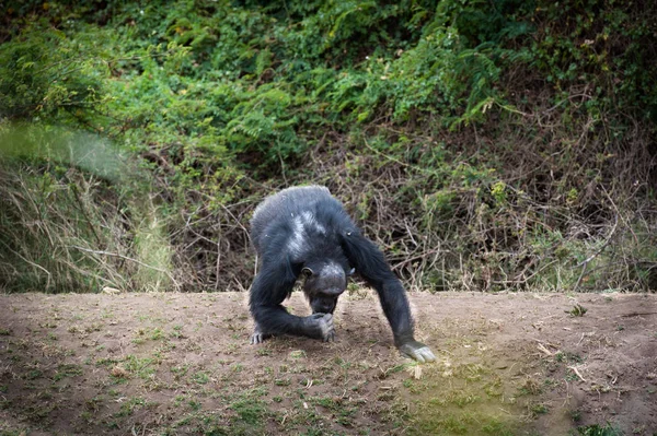 Singe Animal Primate Mammifère — Photo