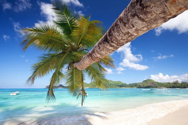 Palm Beautiful Beach — Stock Photo, Image