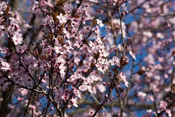 tree blossom, spring flowers on tree branches