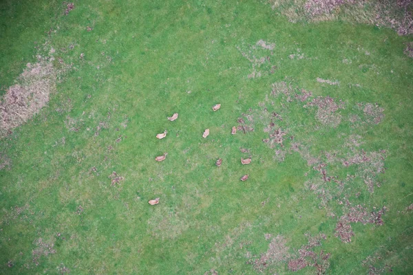 Vista Aérea Campo Verde Com Grama — Fotografia de Stock