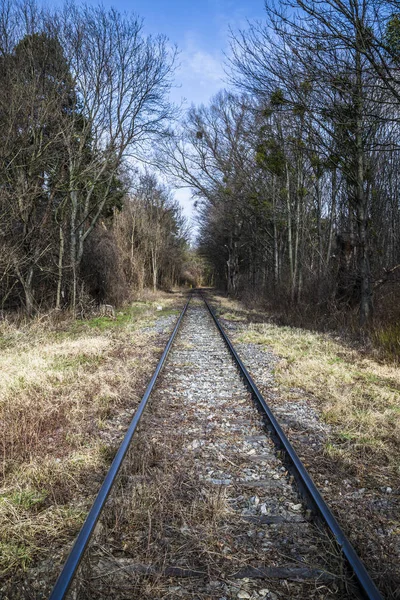 Begroeide Sporen Door Het Bos — Stockfoto