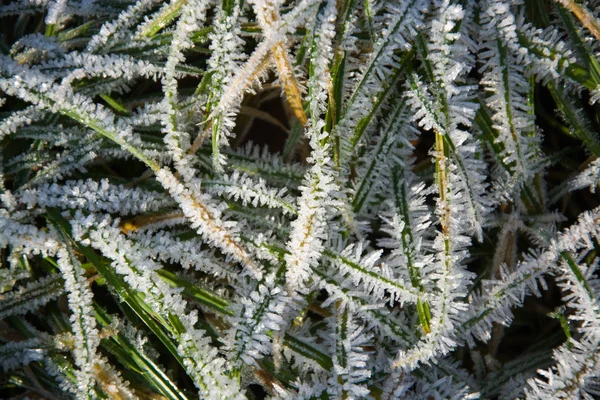 Gräs Flora Växt Naturen — Stockfoto