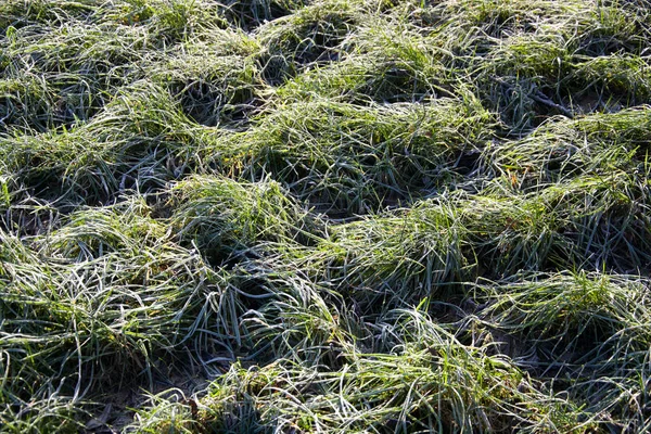 草本植物 自然界植物 — 图库照片