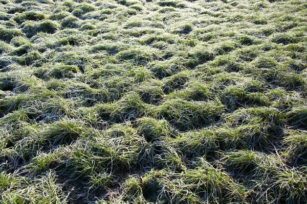 Grasflora Pflanze Der Natur — Stockfoto