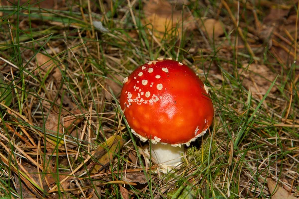 Las Heces Rojas Pertenecen Grupo Hongos Venenosos —  Fotos de Stock