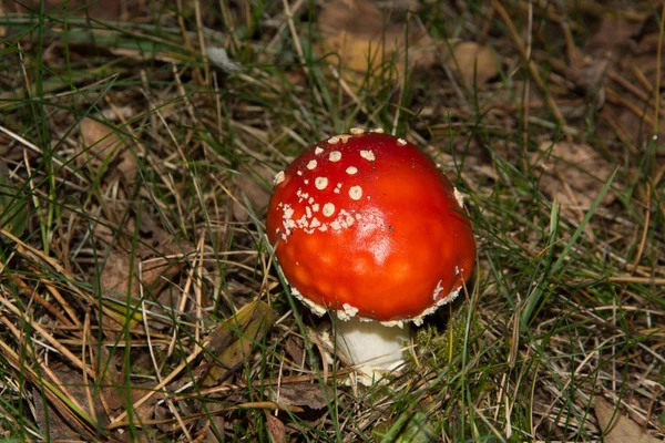 Den Röda Toadpallen Tillhör Gruppen Giftiga Svampar — Stockfoto