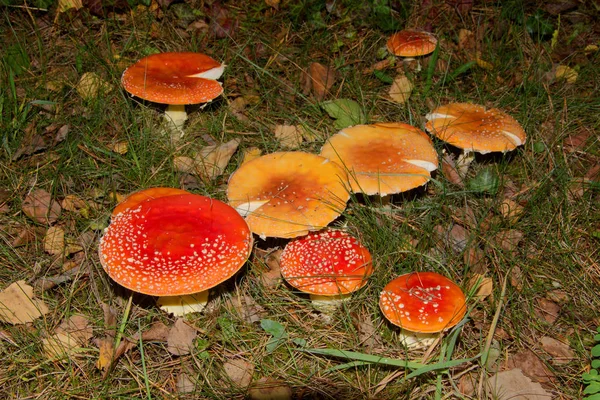 Toadstoóis Vermelhos Pertencem Grupo Fungos Venenosos — Fotografia de Stock