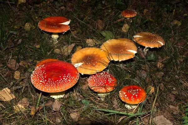 Toadstoóis Vermelhos Pertencem Grupo Fungos Venenosos — Fotografia de Stock