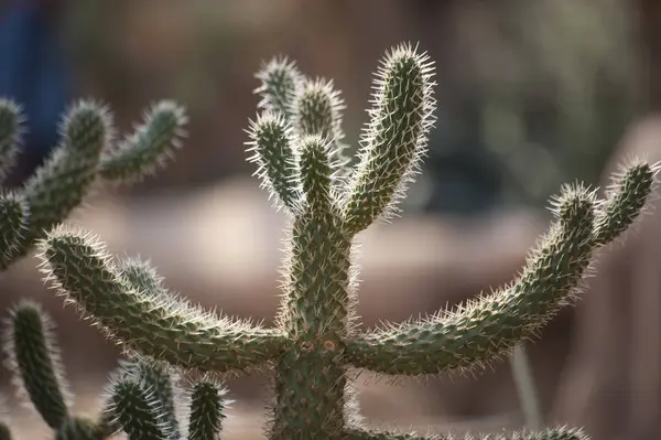 Cactus Plant Tropical Flora — Stock Photo, Image