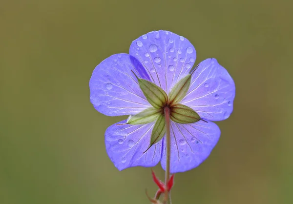 Cranesbill Violet Violet Fleurs Pétales Flore — Photo