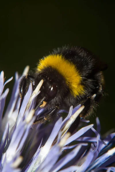 Closeup View Beautiful Bumblebee Insect — Stock Photo, Image