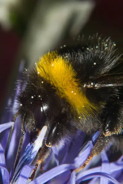 Closeup View Beautiful Bumblebee Insect — Stock Photo, Image