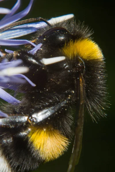 Κοντινή Άποψη Του Όμορφου Εντόμου Της Μέλισσας — Φωτογραφία Αρχείου