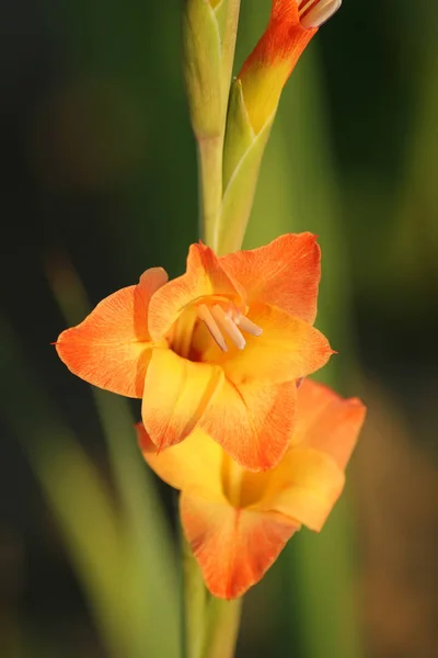 Gladiolus Flowers Flora Foliage — Stock Photo, Image