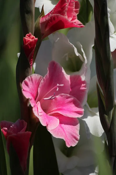Gladiolus Virágok Flóra Lombozat — Stock Fotó