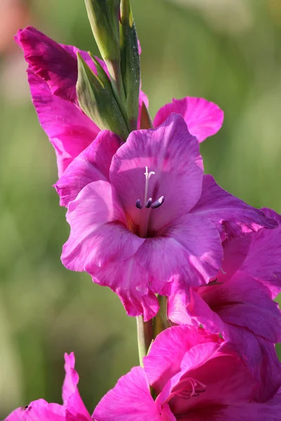 Gladiolenblüten Flora Und Laub — Stockfoto