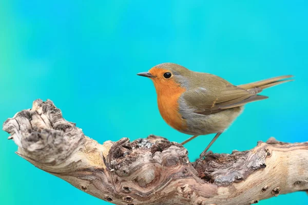 Doğadaki Güzel Robin Bird Manzarası — Stok fotoğraf