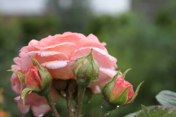 Pink Rose Buds Rain — Stock Photo, Image