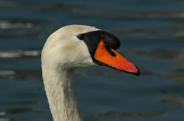 Vista Panorâmica Cisne Majestoso Natureza — Fotografia de Stock