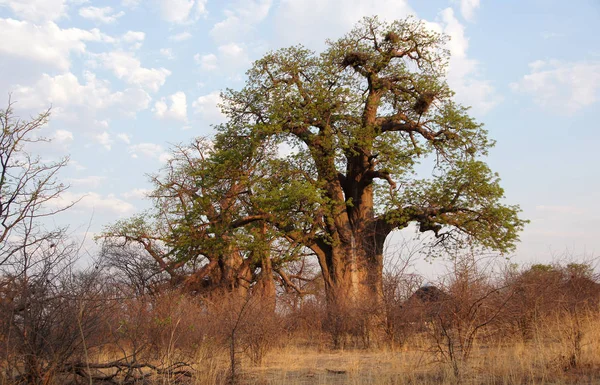 Baobab Africa — Foto Stock