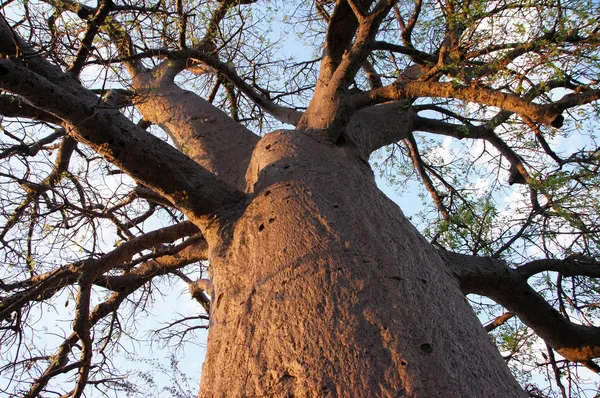 Baobab Afrique — Photo