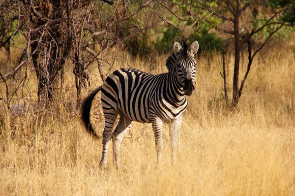 Animais Selvagens África Central — Fotografia de Stock