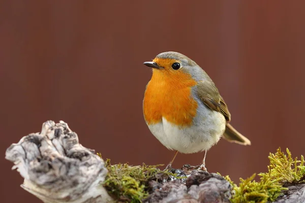 Schöne Aussicht Auf Rotkehlchen Der Natur — Stockfoto