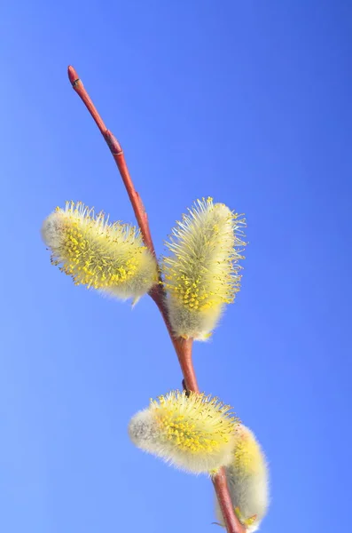 Pussy Willow Spring Catkin — 스톡 사진