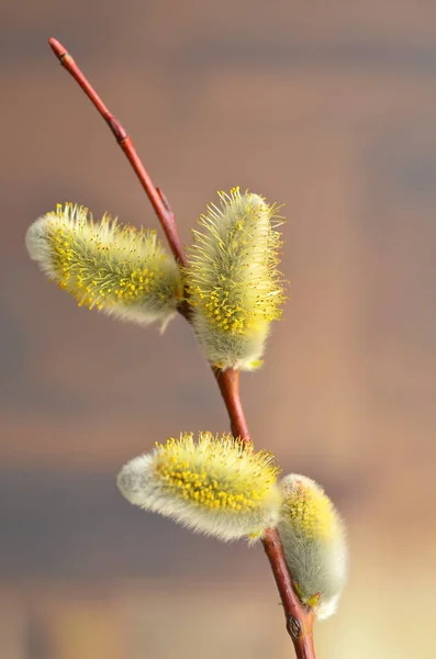 Pussy Willow Spring Catkin — Φωτογραφία Αρχείου