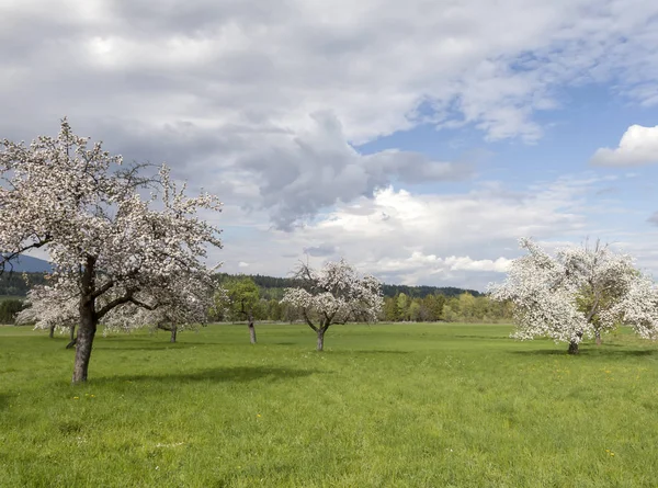 Blühende Obstbäume Kärnten — Stockfoto