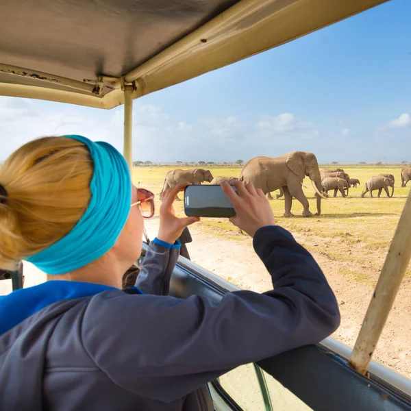 Femme Safari Sur Faune Africaine Dame Prenant Une Photo Troupeau — Photo
