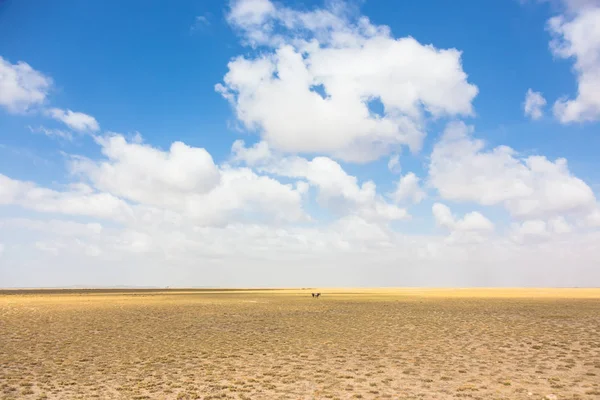 Los Ñus Vasto Desierto Africano Dramático Paisaje Seco Del Parque — Foto de Stock