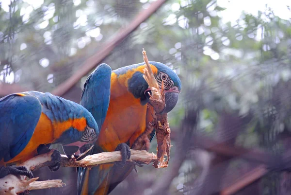 Schilderachtig Uitzicht Prachtige Papegaai Natuur — Stockfoto