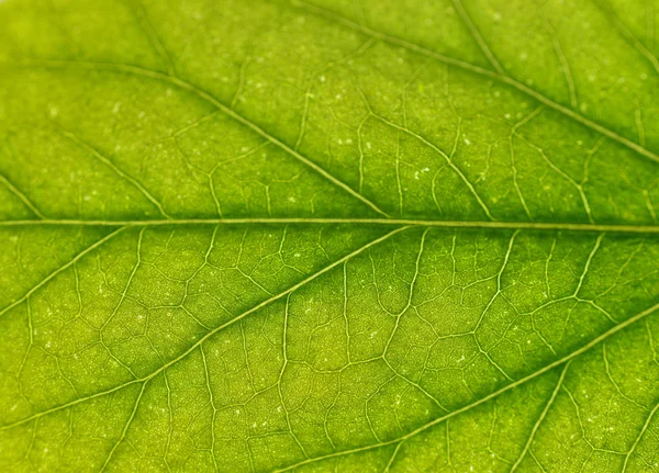 Grön Blad Struktur Bakgrund — Stockfoto