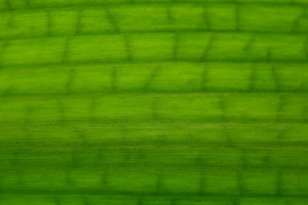 Πράσινο Φόντο Υφή Φύλλου — Φωτογραφία Αρχείου