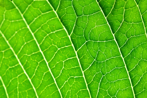 Groene Blad Textuur Achtergrond — Stockfoto