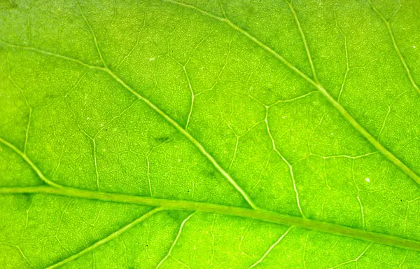 Green Leaf Texture Background — Stock Photo, Image