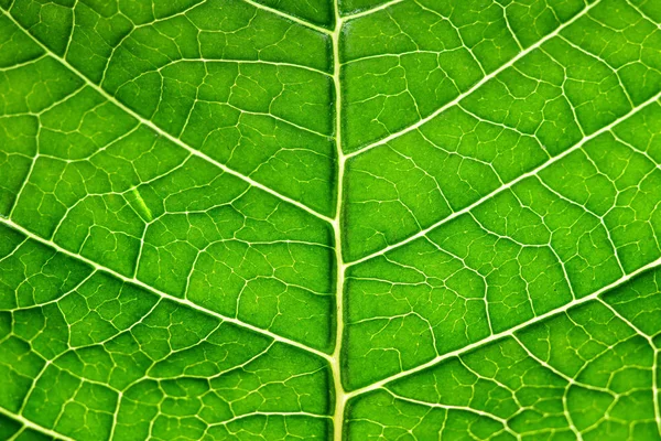 Grön Blad Struktur Bakgrund — Stockfoto