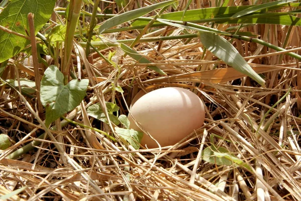 Oeuf Canard Dans Nid — Photo