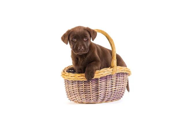 Retrato Cão Bonito — Fotografia de Stock