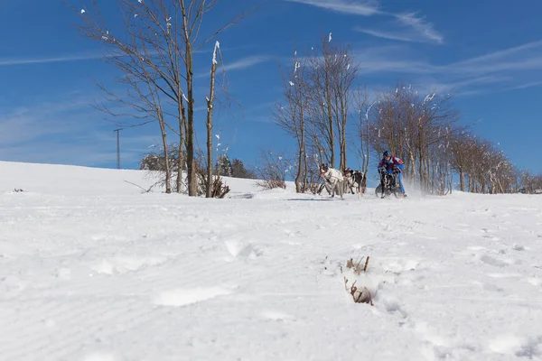 Campeonato Alemán Trineo Carrera Perros Frauenwald 2015 — Foto de Stock