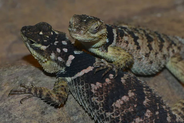 Gros Plan Lézard Dans Habitat Concept Sauvagerie — Photo