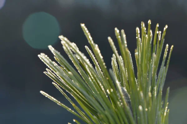 松の先端の霜が — ストック写真