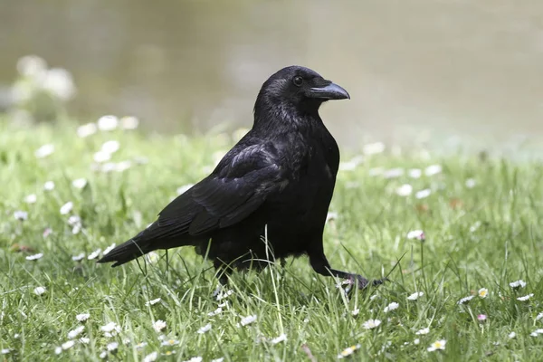 the raven passes over the meadow