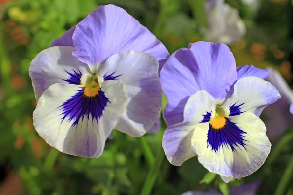 美しいパンジーの花 庭の花の植物 — ストック写真